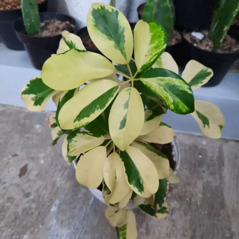 Jenis tanaman hias daun putih Instagram © 2021 brilio.net Jenis tanaman hias daun putih Instagram © 2021 brilio.net