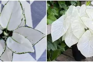 6 Jenis tanaman hias daun putih, indah dan perawatan mudah