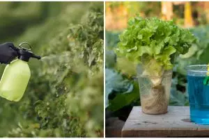 5 Jenis hama yang mengganggu tanaman hidroponik beserta solusinya