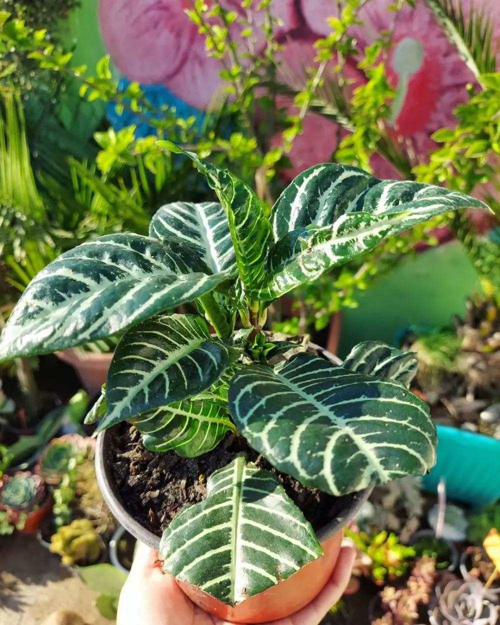 Cara merawat tanaman hias daun zebraCara merawat tanaman hias daun zebra Instagram ; freepik © 2021 brilio.net Cara merawat tanaman hias daun zebraCara merawat tanaman hias daun zebra Instagram ; freepik © 2021 brilio.net