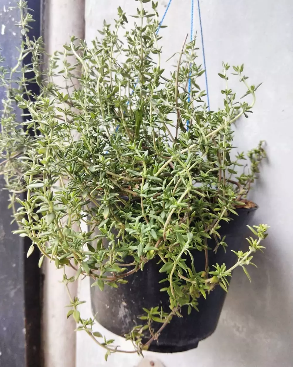 Jenis tanaman obat yang dapat digantung Instagram © 2021 brilio.net