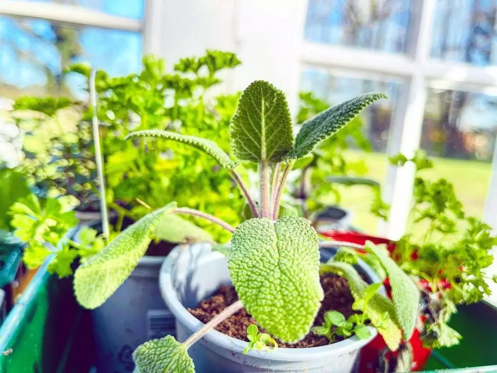 Jenis tanaman obat yang dapat digantung Instagram © 2021 brilio.net