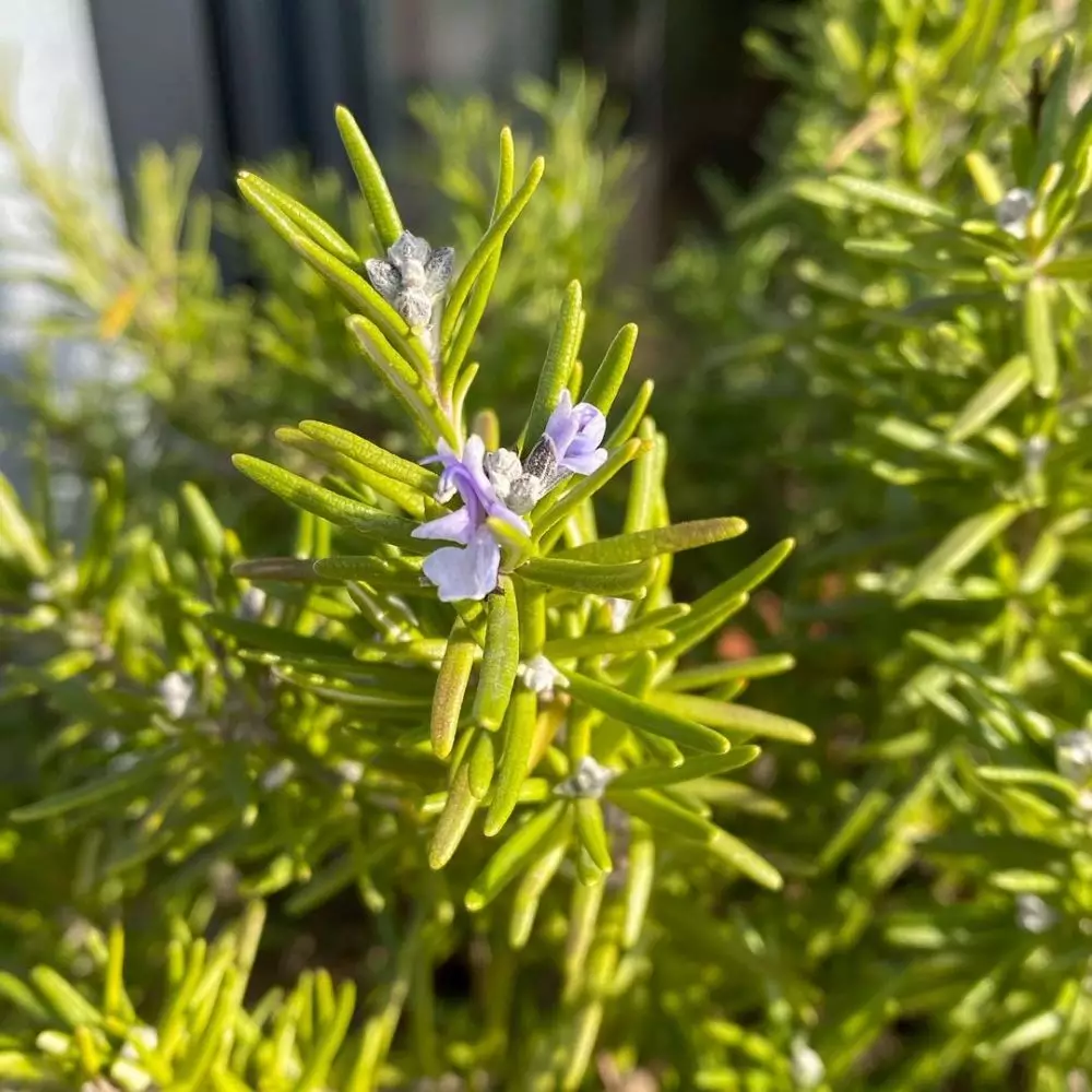 Jenis tanaman obat yang dapat digantung Instagram © 2021 brilio.net