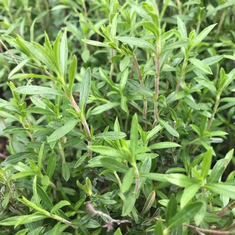 Jenis tanaman obat yang dapat digantung Instagram © 2021 brilio.net