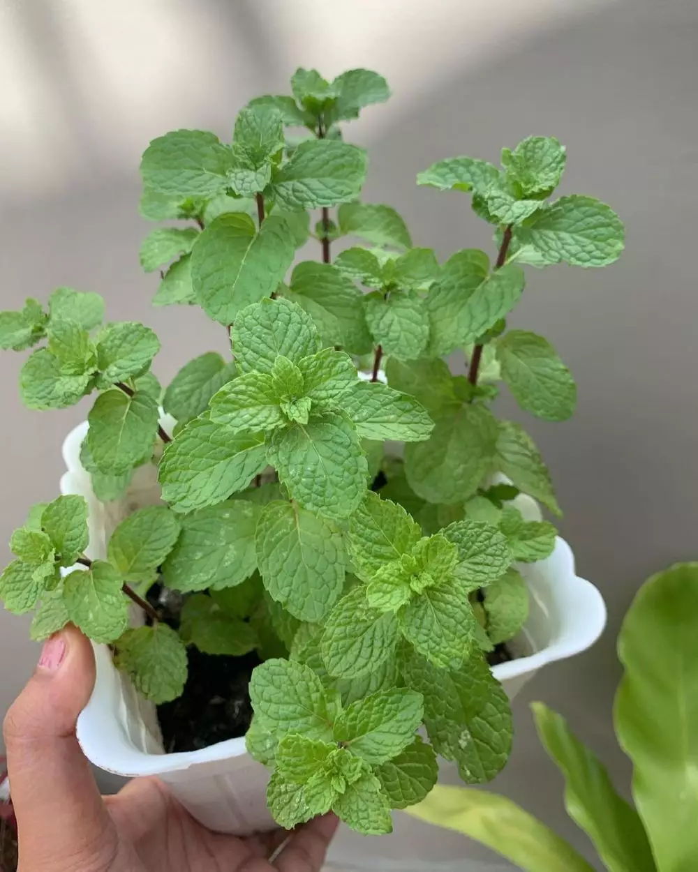 Jenis tanaman obat yang dapat digantung Instagram © 2021 brilio.net