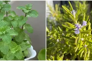 5 Jenis tanaman obat yang dapat digantung, mudah dirawat dan antiribet