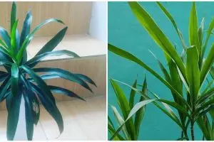 Cara menanam tanaman hias daun suji yang memiliki banyak manfaat