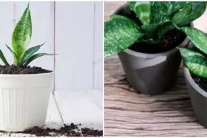 Kelebihan dan kekurangan lidah mertua, jangan salah perawatan