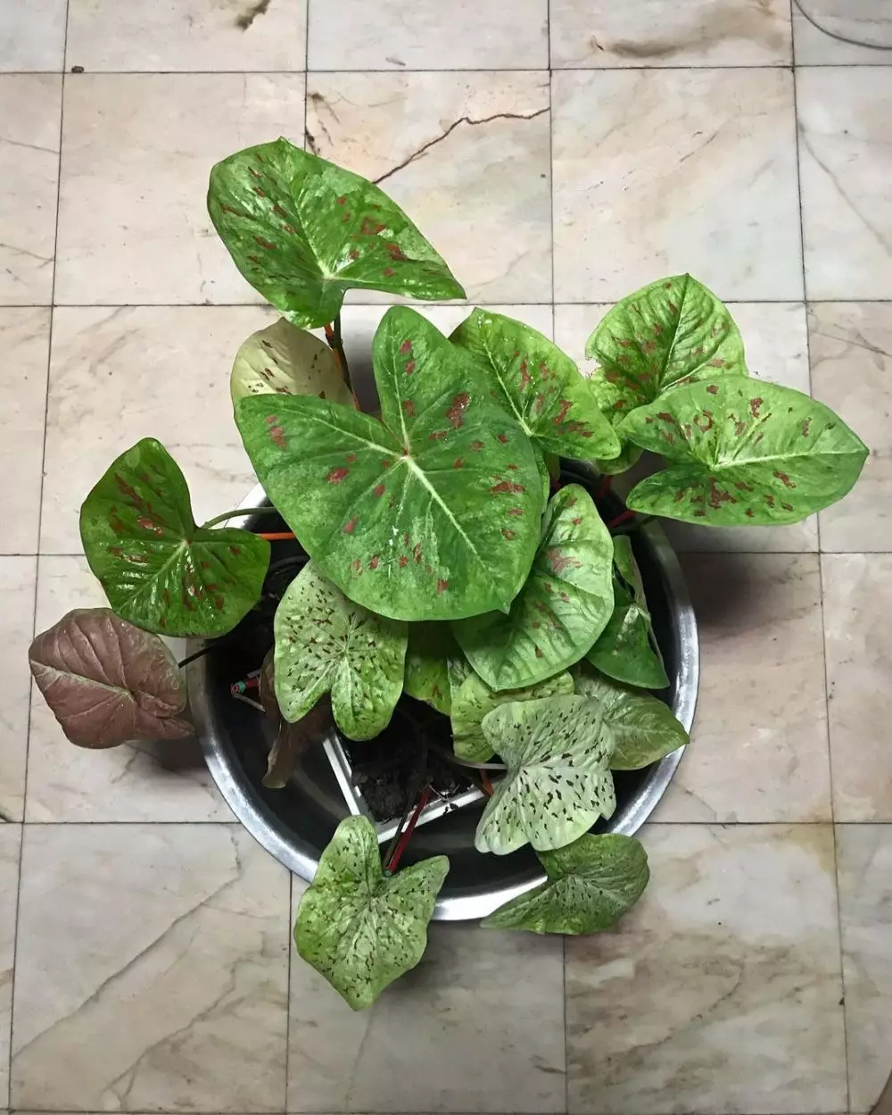 Cara merawat tanaman keladi outdoor © Instagram Cara merawat tanaman keladi outdoor © Instagram