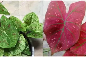 Cara merawat tanaman keladi outdoor, tetap segar dan antilayu