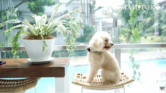 Penampakan dapur Desiree Tarigan © 2021 brilio.net Penampakan dapur Desiree Tarigan © 2021 brilio.net