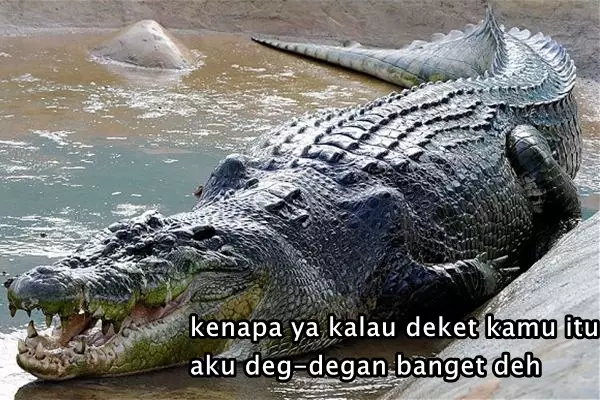 Plesetan bahasa buaya Instagram