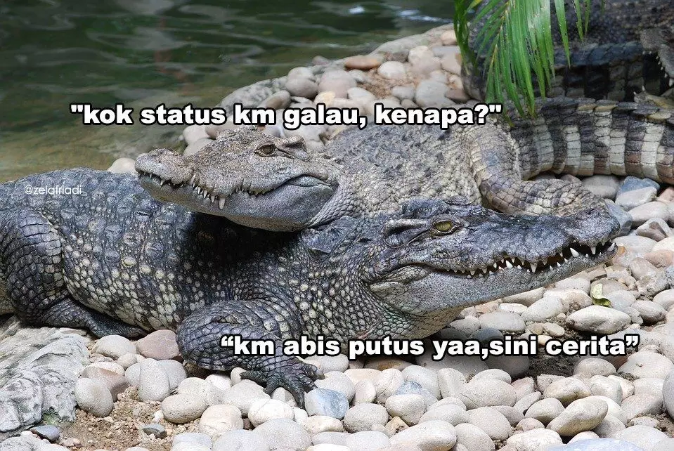 Plesetan bahasa buaya Instagram