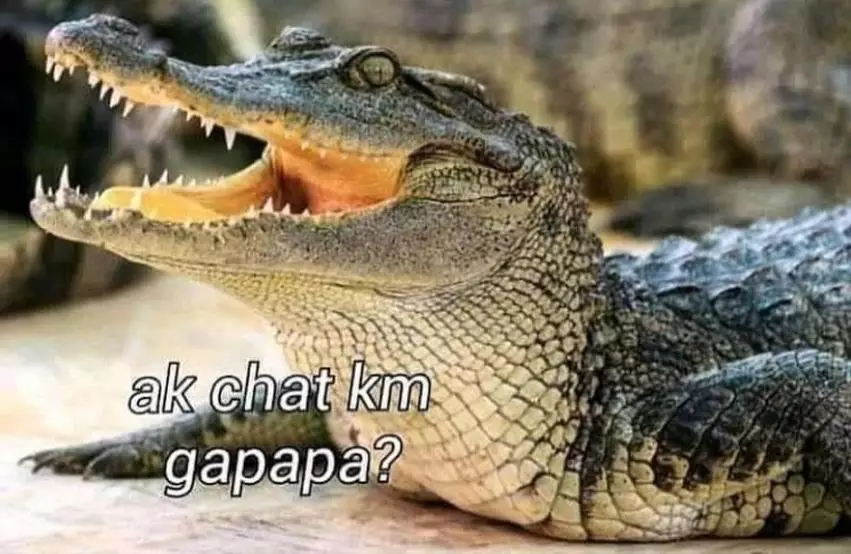 Plesetan bahasa buaya Instagram