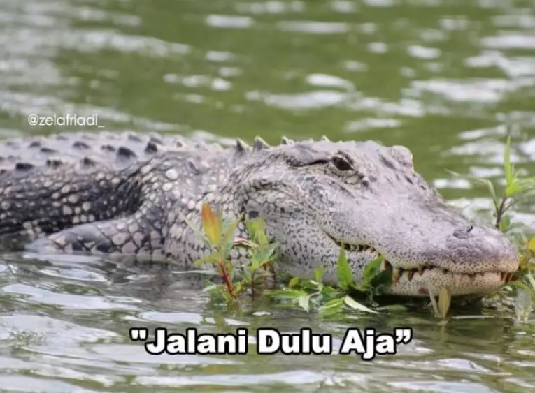 Plesetan bahasa buaya Instagram