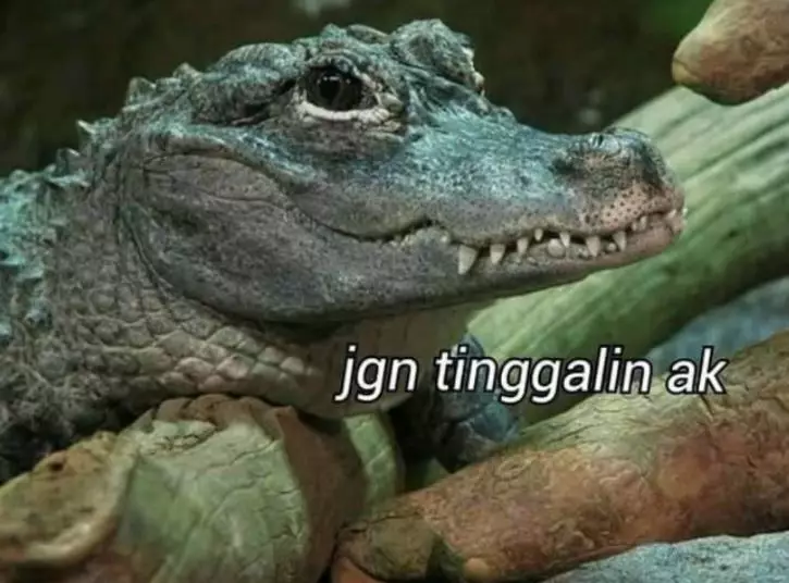 Plesetan bahasa buaya Instagram