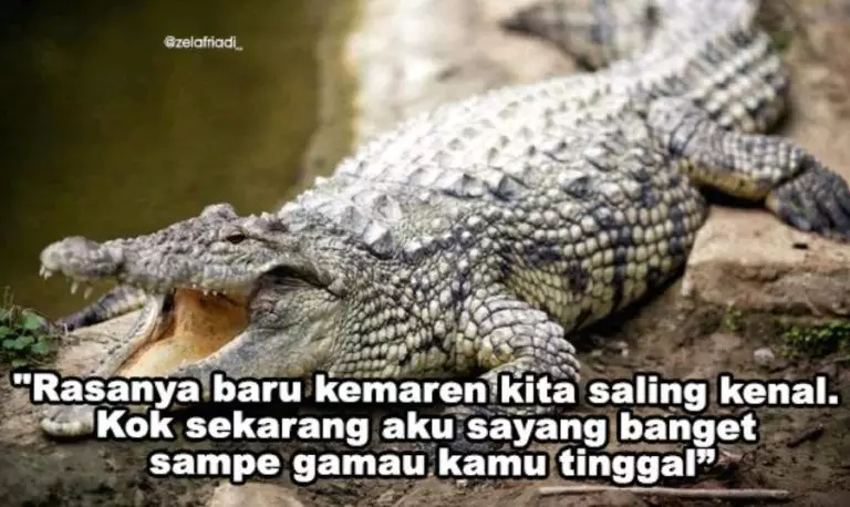 Plesetan bahasa buaya Instagram