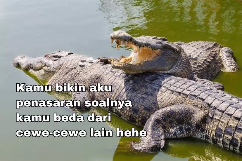 Plesetan bahasa buaya Instagram