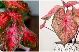 10 Jenis keladi corak merah yang cocok untuk memperindah rumah