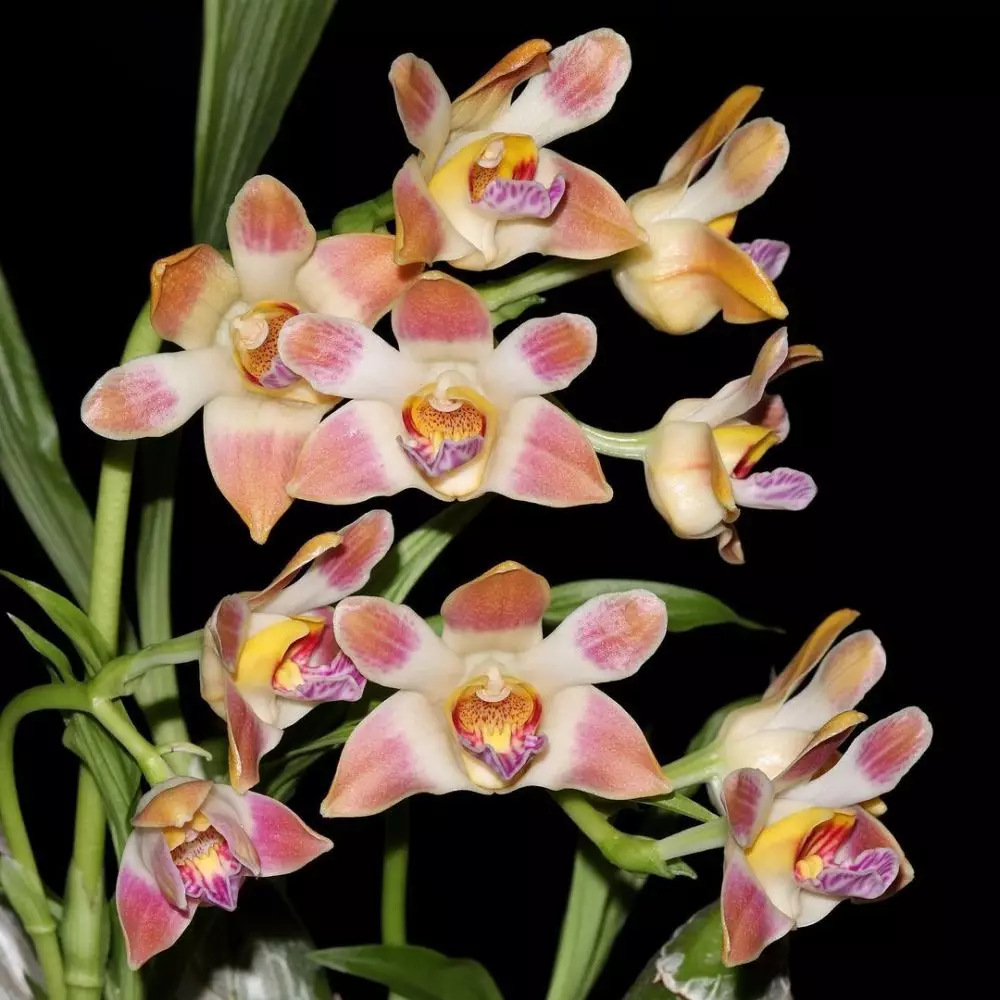 Tanaman hias hoki menurut fengshui Instagram Tanaman hias hoki menurut fengshui Instagram