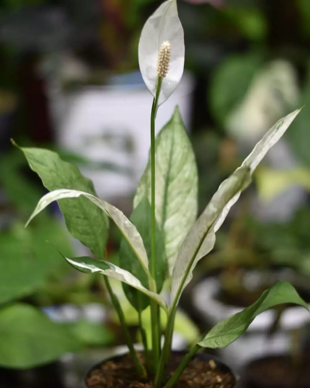 Tanaman hias hoki menurut fengshui Instagram Tanaman hias hoki menurut fengshui Instagram