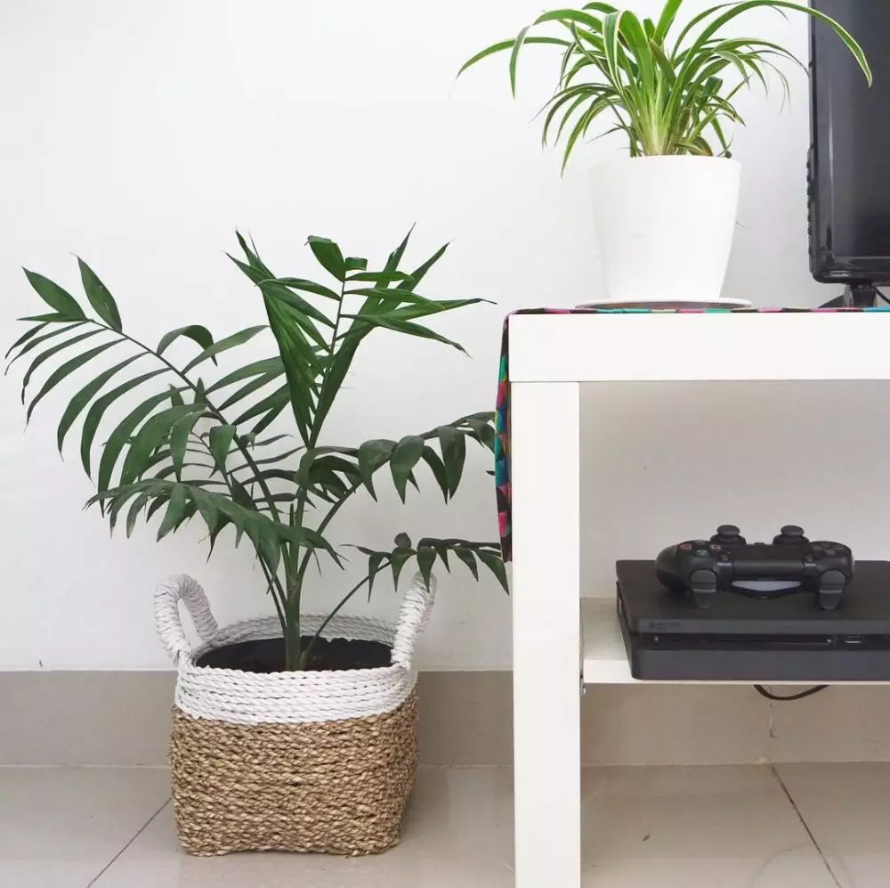 Tanaman hias hoki menurut fengshui Instagram Tanaman hias hoki menurut fengshui Instagram