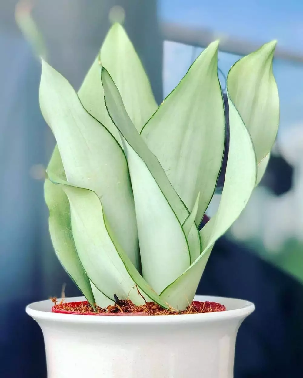 Tanaman hias hoki menurut fengshui Instagram Tanaman hias hoki menurut fengshui Instagram