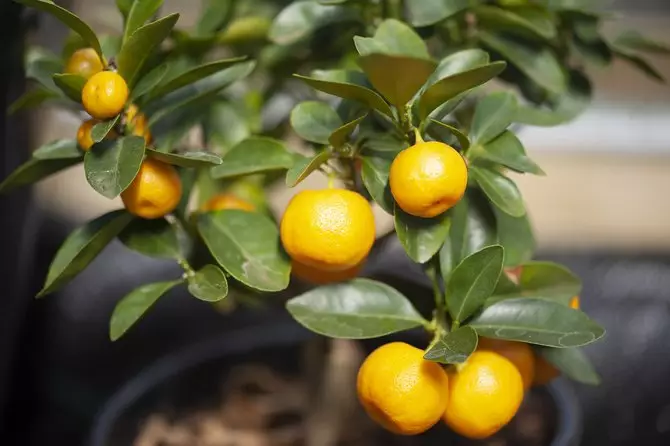 Tanaman hias hoki menurut fengshui Instagram Tanaman hias hoki menurut fengshui Instagram