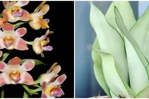 6 Tanaman hias hoki menurut fengshui, ada lidah mertua