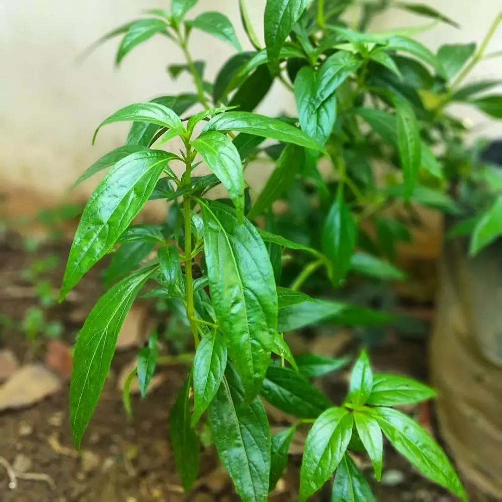 Tanaman obat untuk penyakit asam urat dan rematik © 2021 brilio.net Tanaman obat untuk penyakit asam urat dan rematik © 2021 brilio.net