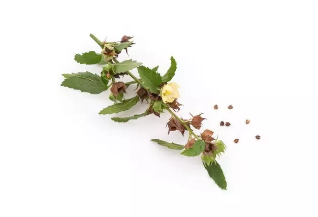 Tanaman obat untuk penyakit asam urat dan rematik © 2021 brilio.net Tanaman obat untuk penyakit asam urat dan rematik © 2021 brilio.net