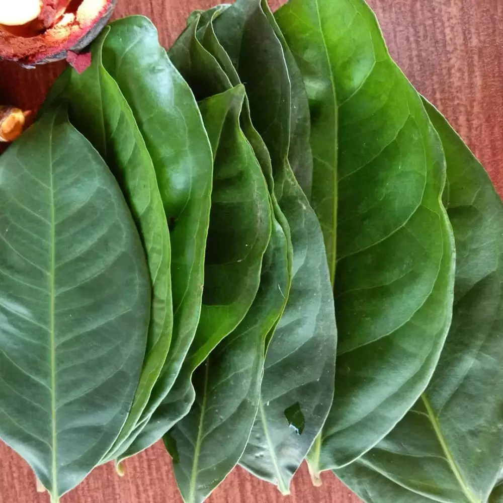 Tanaman obat untuk penyakit asam urat dan rematik © 2021 brilio.net Tanaman obat untuk penyakit asam urat dan rematik © 2021 brilio.net