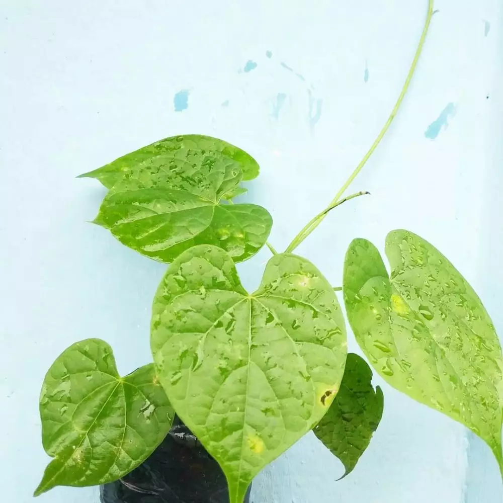 Tanaman obat untuk penyakit asam urat dan rematik © 2021 brilio.net Tanaman obat untuk penyakit asam urat dan rematik © 2021 brilio.net