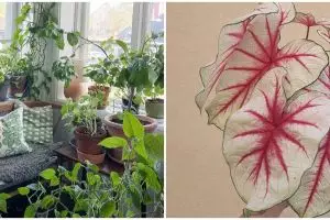 Cara merawat tanaman keladi agar tumbuh sehat, subur, dan antilayu