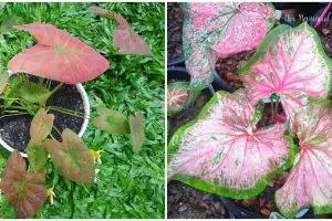 Cara memperbanyak tanaman keladi untuk pemula, simpel untuk diikuti