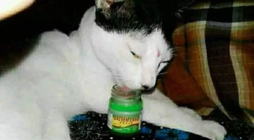 kasih makan hewan © Berbagai Sumber