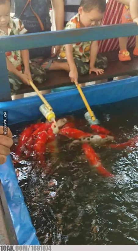 kasih makan hewan © Berbagai Sumber