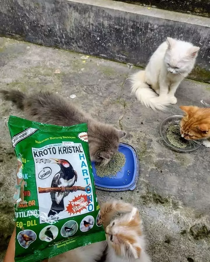 kasih makan hewan © Berbagai Sumber