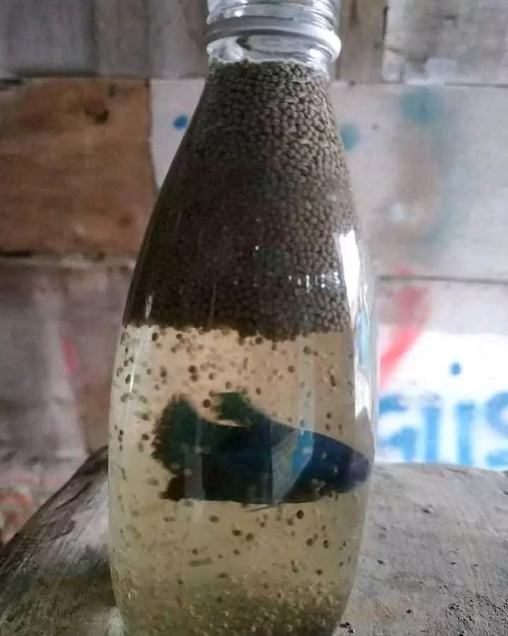 kasih makan hewan © Berbagai Sumber