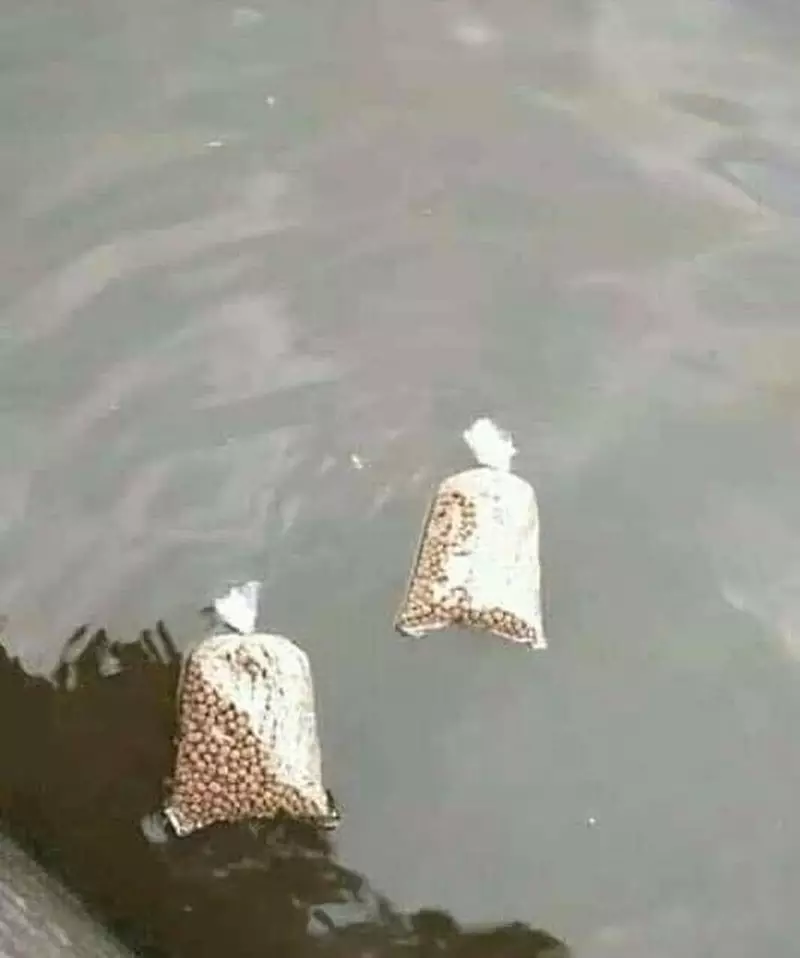 kasih makan hewan © Berbagai Sumber