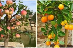 6 Jenis tanaman hias buah, mempercantik pekarangan rumah