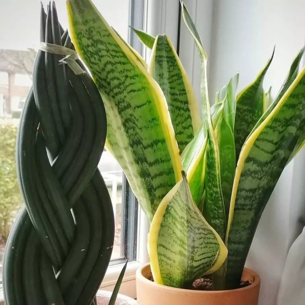 Penyebab lidah mertua berubah menguning dan cara mengatasinya