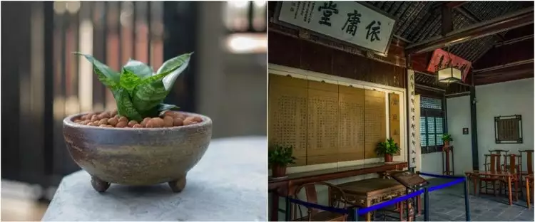 Arti tanaman lidah mertua menurut feng shui, sial atau bawa hoki?