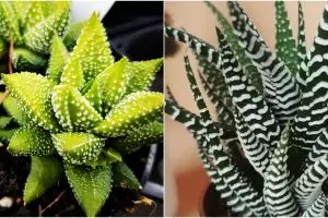 10 Jenis tanaman hias zebra, mudah dirawat & cocok dijadikan hiasan