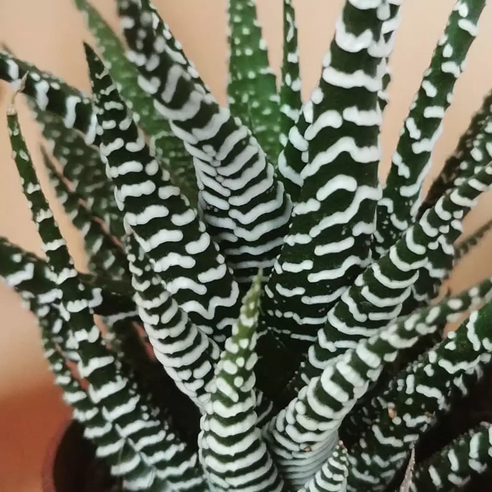 10 Jenis tanaman hias zebra, mudah dirawat &amp; cocok dijadikan hiasan