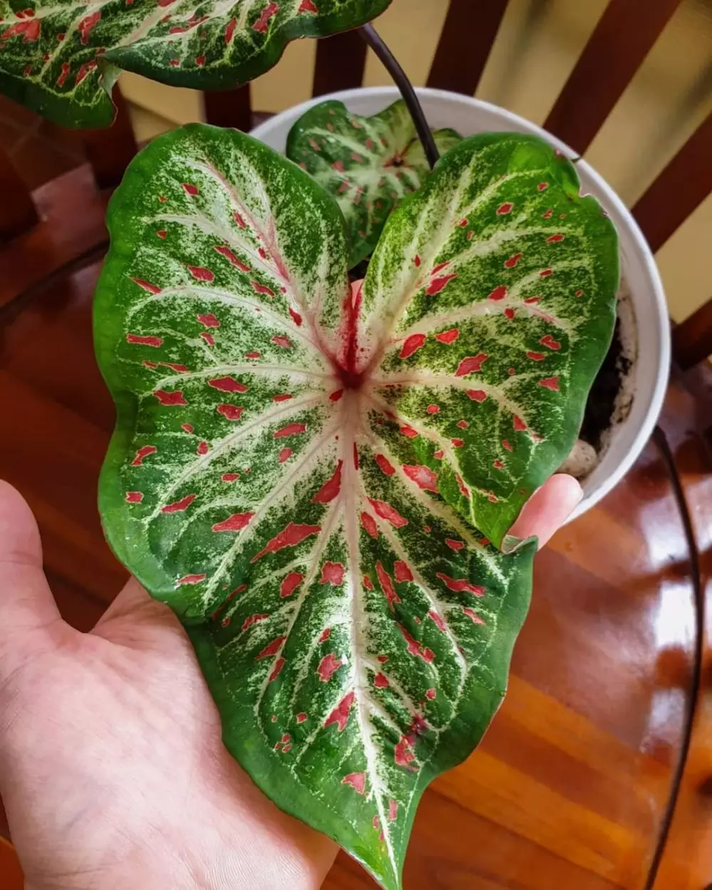 Jenis tanaman keladi berbintik © berbagai sumber Jenis tanaman keladi berbintik © berbagai sumber