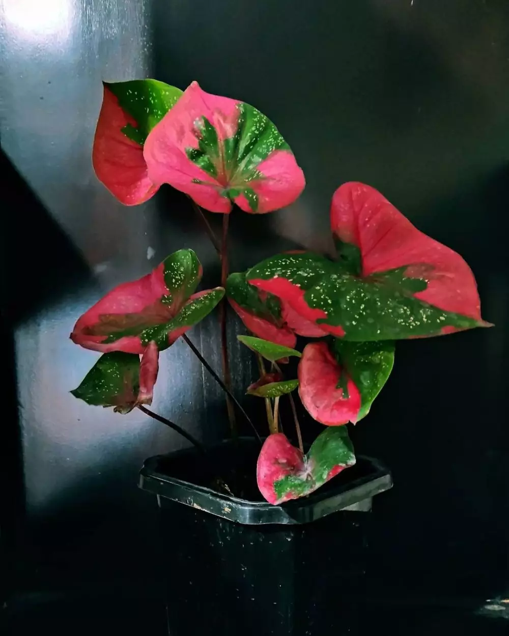 Jenis tanaman keladi berbintik © berbagai sumber Jenis tanaman keladi berbintik © berbagai sumber