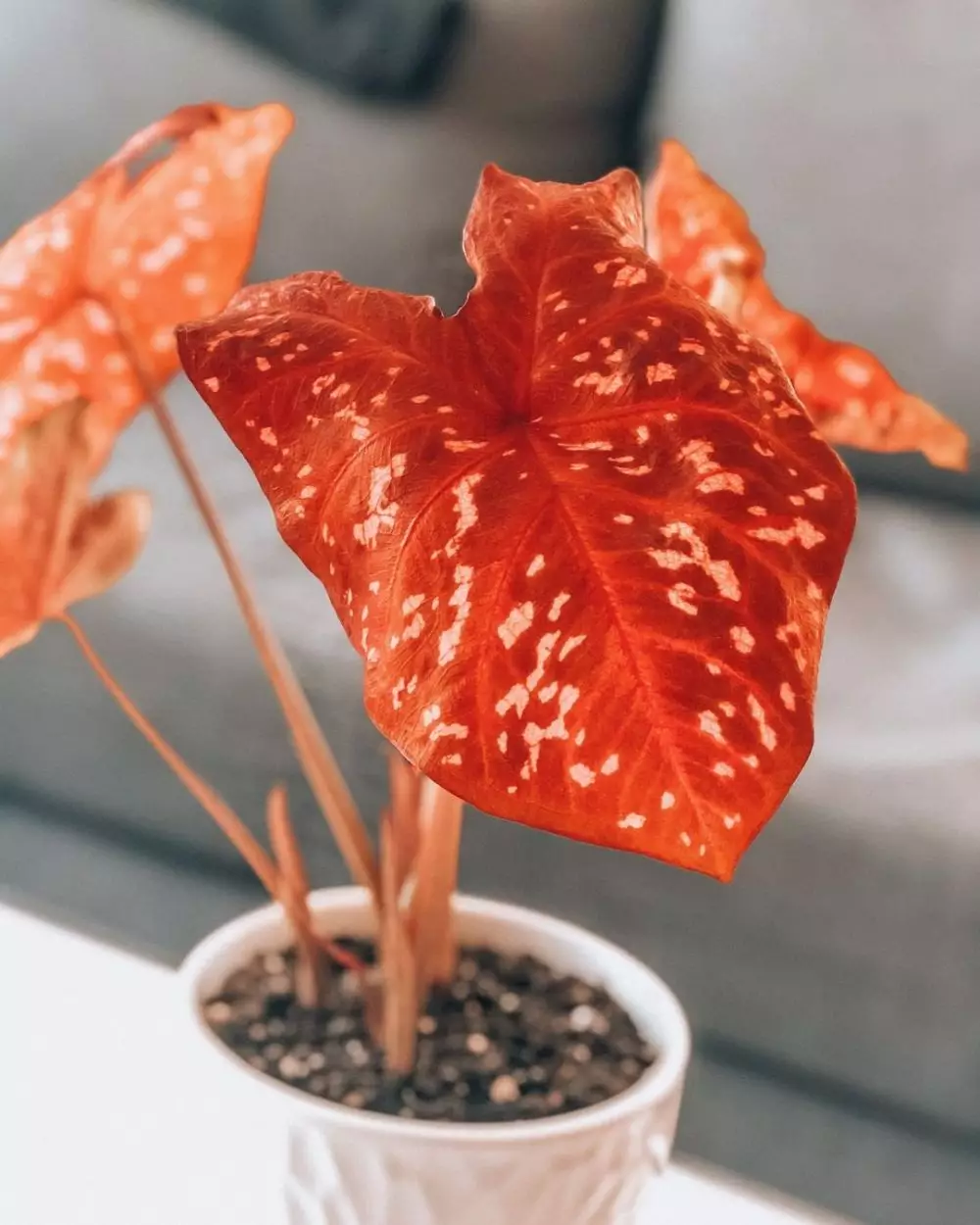 Jenis tanaman keladi berbintik © berbagai sumber Jenis tanaman keladi berbintik © berbagai sumber