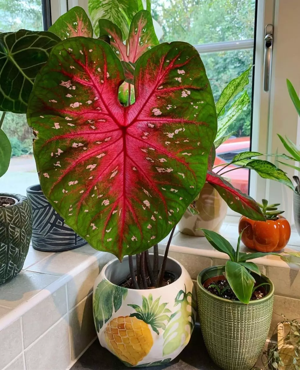 Jenis tanaman keladi berbintik © berbagai sumber Jenis tanaman keladi berbintik © berbagai sumber