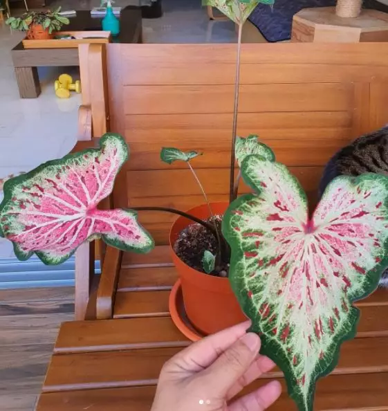 Jenis tanaman keladi berbintik © berbagai sumber Jenis tanaman keladi berbintik © berbagai sumber